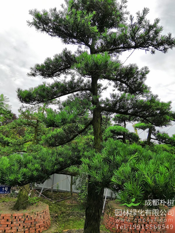 罗汉松的外形特征是什么？